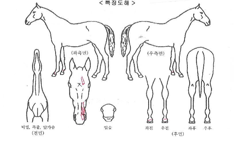 ¿ùµå·¹ÀüµåÀÇ Ãø¸é,¿ì¸é,µÞ¸é,µÎ»ó,´Ù¸®ÀÇ Æ¯Â¡µµÇØ