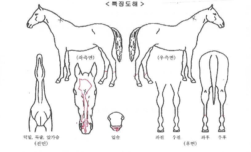 ¼¼ºìÄýÀÇ Ãø¸é,¿ì¸é,µÞ¸é,µÎ»ó,´Ù¸®ÀÇ Æ¯Â¡µµÇØ