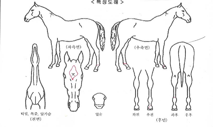 ����ŷ������ ����,���,�޸�,�λ�,�ٸ��� Ư¡����