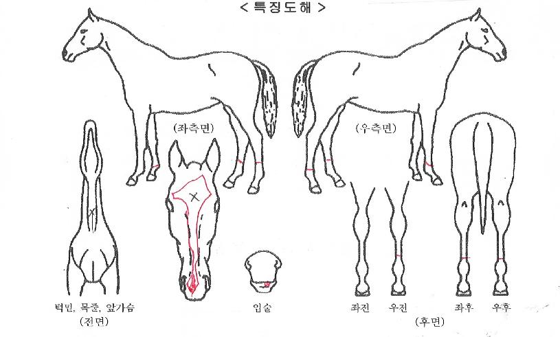 ´ÚÅ͸®Ä«ÀÇ Ãø¸é,¿ì¸é,µÞ¸é,µÎ»ó,´Ù¸®ÀÇ Æ¯Â¡µµÇØ