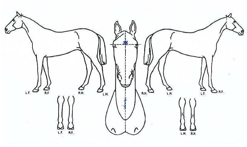 ���̽��ο��� ����,���,�޸�,�λ�,�ٸ��� Ư¡����