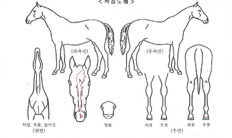 À©µå¿ì¸ÕÀÇ Ãø¸é,¿ì¸é,µÞ¸é,µÎ»ó,´Ù¸®ÀÇ Æ¯Â¡µµÇØ