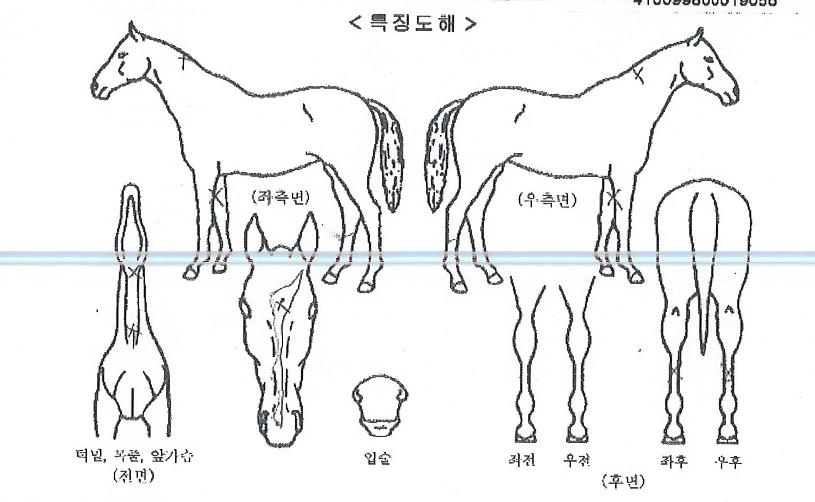 ½ÅÀǺÎȰÀÇ Ãø¸é,¿ì¸é,µÞ¸é,µÎ»ó,´Ù¸®ÀÇ Æ¯Â¡µµÇØ