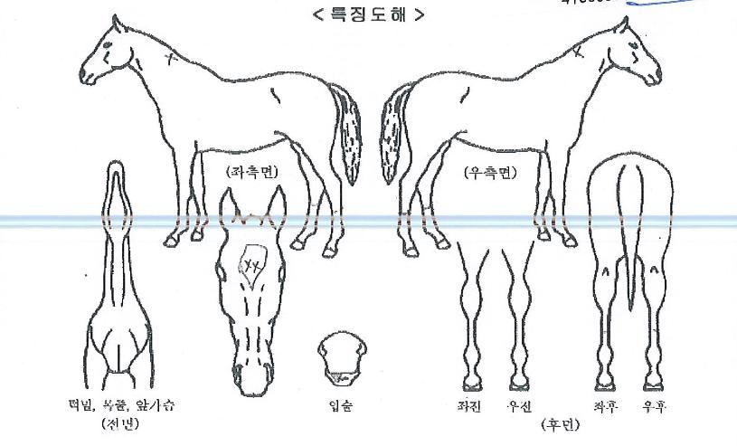 ¹è´Ù¸®°øÁÖÀÇ Ãø¸é,¿ì¸é,µÞ¸é,µÎ»ó,´Ù¸®ÀÇ Æ¯Â¡µµÇØ