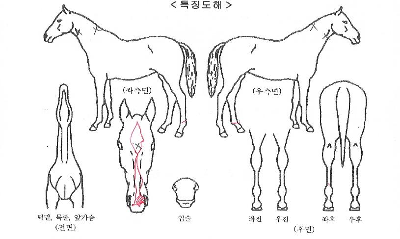 õ���ǳ뷡�� ����,���,�޸�,�λ�,�ٸ��� Ư¡����