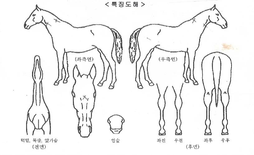 ¾Æ¿ô³Ñ¹öµåÀÇ Ãø¸é,¿ì¸é,µÞ¸é,µÎ»ó,´Ù¸®ÀÇ Æ¯Â¡µµÇØ