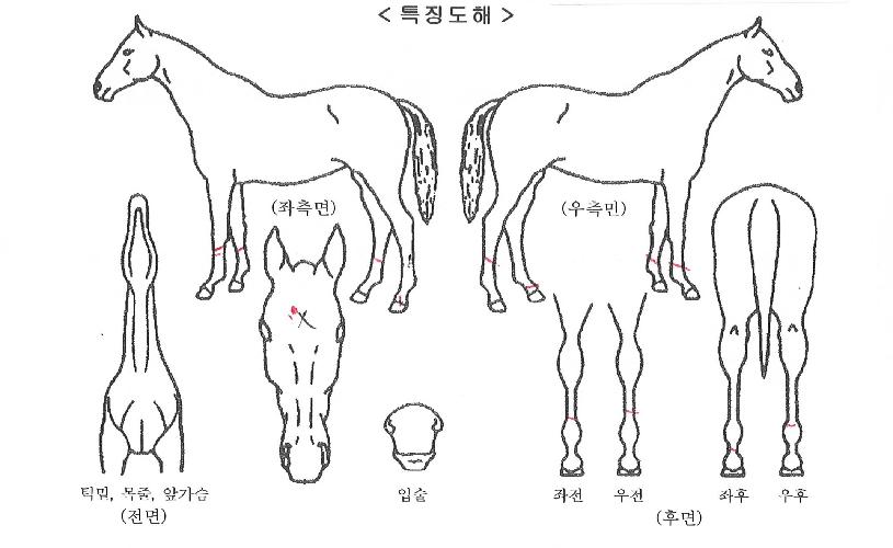 ���뺸���� ����,���,�޸�,�λ�,�ٸ��� Ư¡����