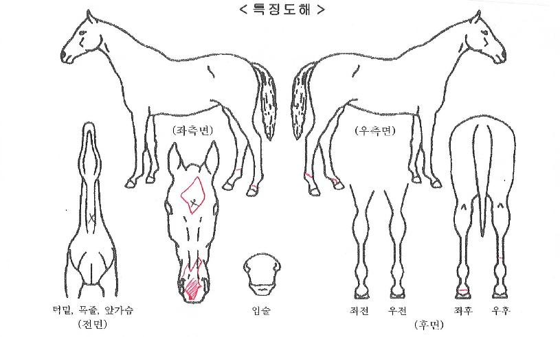 ±×·¹ÀÌÆ®ÀεðÀÇ Ãø¸é,¿ì¸é,µÞ¸é,µÎ»ó,´Ù¸®ÀÇ Æ¯Â¡µµÇØ