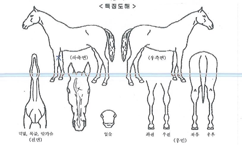 Ŭ·´µðÀÇ Ãø¸é,¿ì¸é,µÞ¸é,µÎ»ó,´Ù¸®ÀÇ Æ¯Â¡µµÇØ