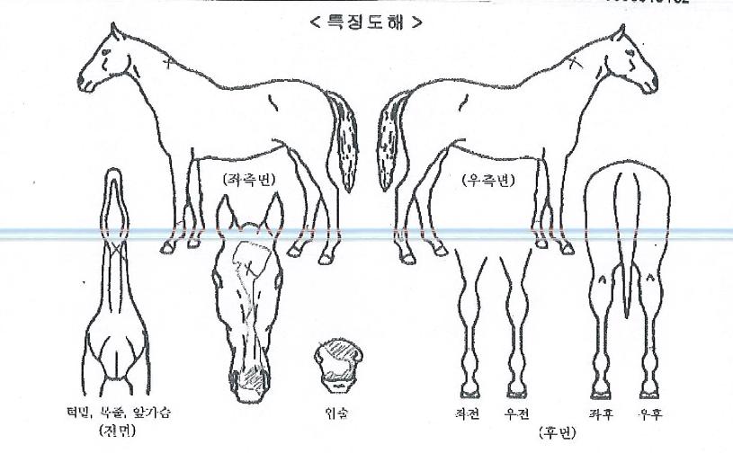 Å鯼¾îÀÇ Ãø¸é,¿ì¸é,µÞ¸é,µÎ»ó,´Ù¸®ÀÇ Æ¯Â¡µµÇØ