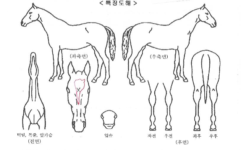 ÇÏÀÌÆÛÇ»¸®ÀÇ Ãø¸é,¿ì¸é,µÞ¸é,µÎ»ó,´Ù¸®ÀÇ Æ¯Â¡µµÇØ
