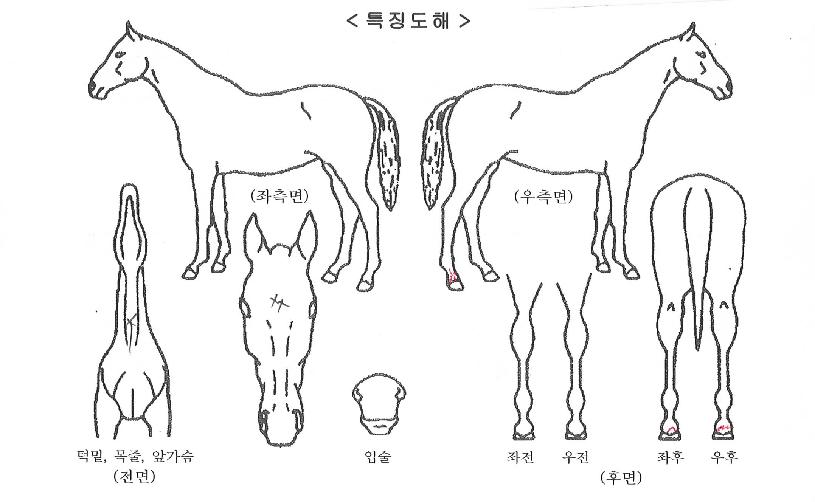 ¹¶Å¬ÇѰ¨µ¿ÀÇ Ãø¸é,¿ì¸é,µÞ¸é,µÎ»ó,´Ù¸®ÀÇ Æ¯Â¡µµÇØ