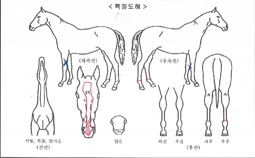 ´ãÀïÀ̾Ƹ£°íÀÇ Ãø¸é,¿ì¸é,µÞ¸é,µÎ»ó,´Ù¸®ÀÇ Æ¯Â¡µµÇØ