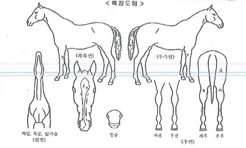 ���̷ν�Ʈ�� ����,���,�޸�,�λ�,�ٸ��� Ư¡����