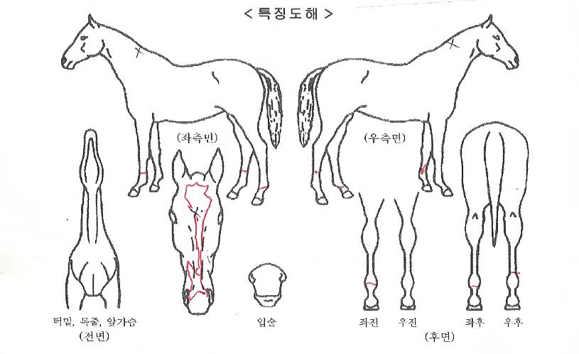 �ϴú����� ����,���,�޸�,�λ�,�ٸ��� Ư¡����