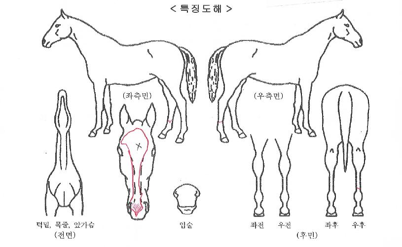 ÇØÇǺí·çÀÇ Ãø¸é,¿ì¸é,µÞ¸é,µÎ»ó,´Ù¸®ÀÇ Æ¯Â¡µµÇØ