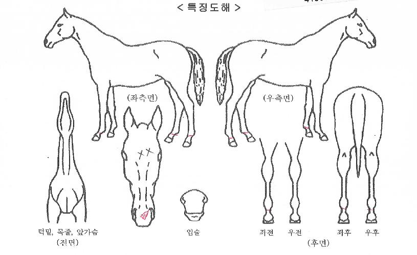 ÄáÄڵ彺ÆÛÆ®ÀÇ Ãø¸é,¿ì¸é,µÞ¸é,µÎ»ó,´Ù¸®ÀÇ Æ¯Â¡µµÇØ