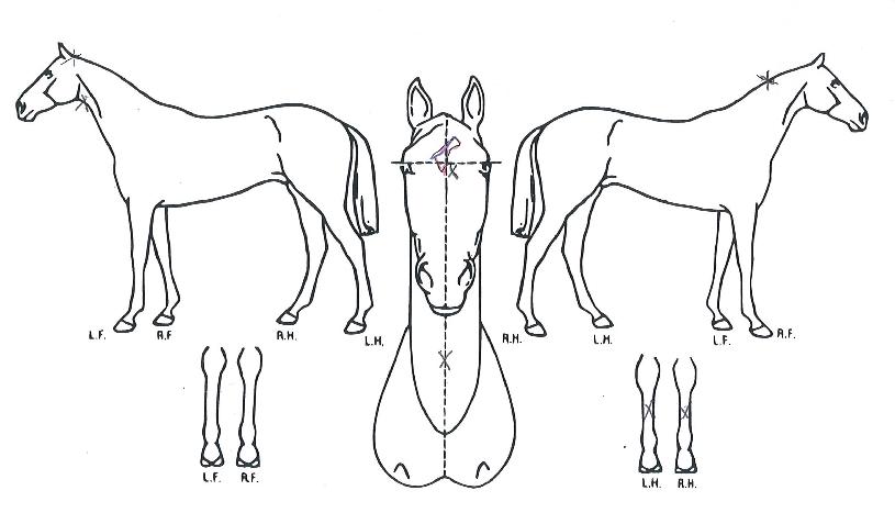 �۷θ����� ����,���,�޸�,�λ�,�ٸ��� Ư¡����