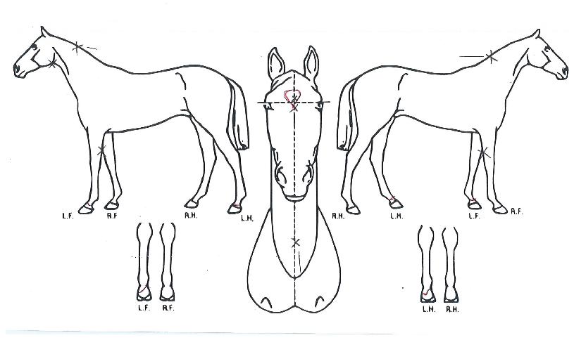 ��ŷ���� ����,���,�޸�,�λ�,�ٸ��� Ư¡����