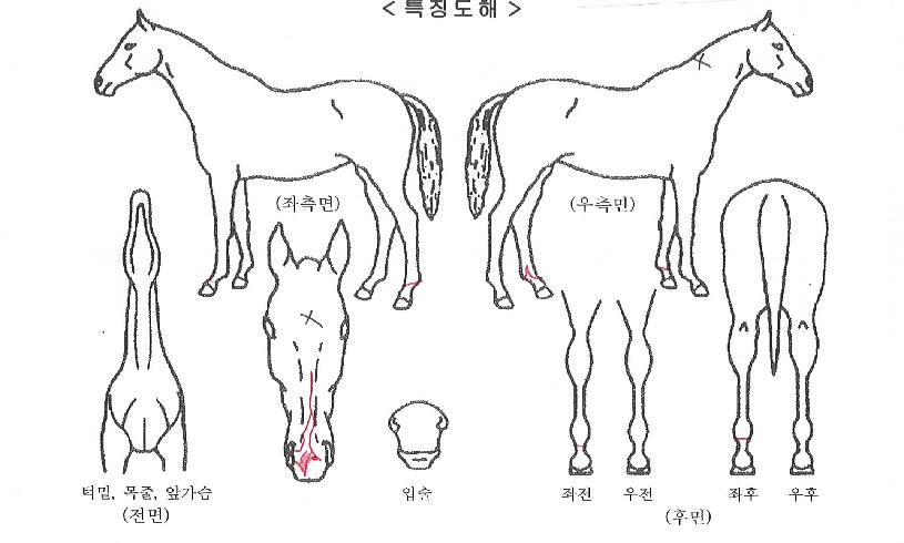 �ض��屺�� ����,���,�޸�,�λ�,�ٸ��� Ư¡����