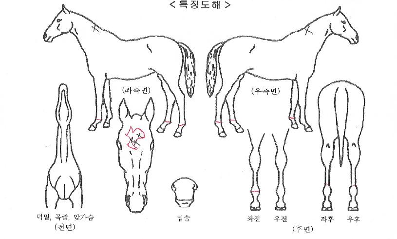 ޶óÃÖ°ÀÚÀÇ Ãø¸é,¿ì¸é,µÞ¸é,µÎ»ó,´Ù¸®ÀÇ Æ¯Â¡µµÇØ