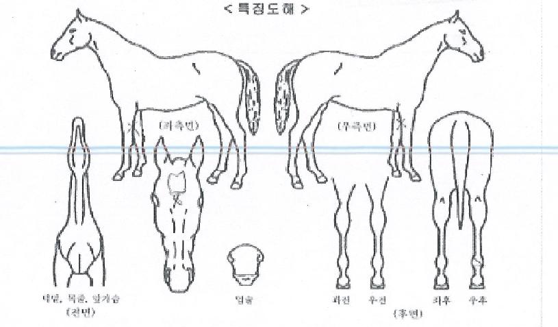 ´ë·ûžçÀÇ Ãø¸é,¿ì¸é,µÞ¸é,µÎ»ó,´Ù¸®ÀÇ Æ¯Â¡µµÇØ