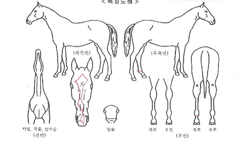 ��´��ʰ��� ����,���,�޸�,�λ�,�ٸ��� Ư¡����