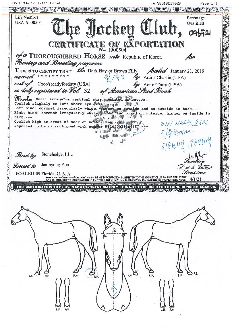 ÄÚÄÚÂû¸®ÀÇ Ãø¸é,¿ì¸é,µÞ¸é,µÎ»ó,´Ù¸®ÀÇ Æ¯Â¡µµÇØ