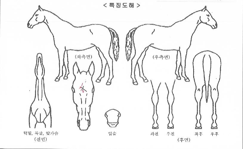 ·°Å°½ºÆ®¸®Æ®ÀÇ Ãø¸é,¿ì¸é,µÞ¸é,µÎ»ó,´Ù¸®ÀÇ Æ¯Â¡µµÇØ