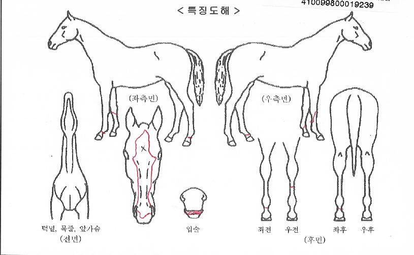 ½ºÅ×·ÎÆä½ºÀÇ Ãø¸é,¿ì¸é,µÞ¸é,µÎ»ó,´Ù¸®ÀÇ Æ¯Â¡µµÇØ