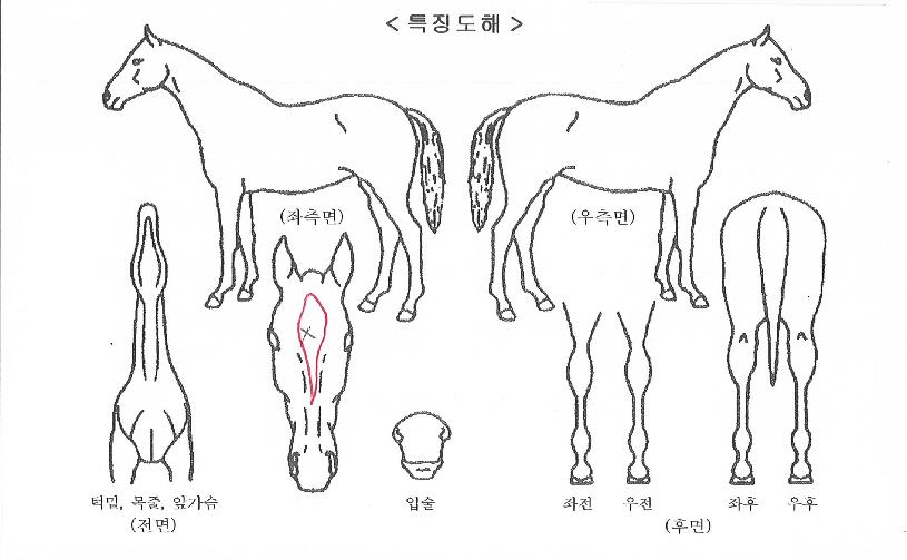 ���̴׸���� ����,���,�޸�,�λ�,�ٸ��� Ư¡����