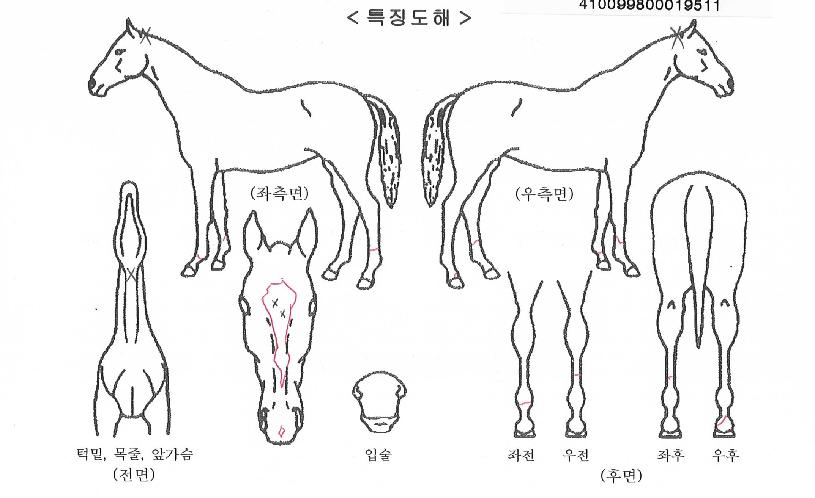 ´ÙÀ̳ª¹Í¼ÛÀÇ Ãø¸é,¿ì¸é,µÞ¸é,µÎ»ó,´Ù¸®ÀÇ Æ¯Â¡µµÇØ