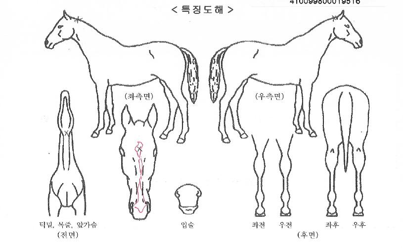 ���ɺ���� ����,���,�޸�,�λ�,�ٸ��� Ư¡����