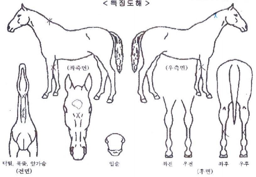 �ӽ�ŶŸ���� ����,���,�޸�,�λ�,�ٸ��� Ư¡����