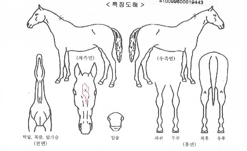 ±Â¼±ºÀÀÇ Ãø¸é,¿ì¸é,µÞ¸é,µÎ»ó,´Ù¸®ÀÇ Æ¯Â¡µµÇØ