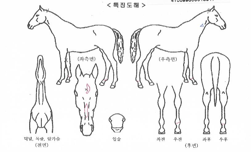 ������ĸƾ�� ����,���,�޸�,�λ�,�ٸ��� Ư¡����