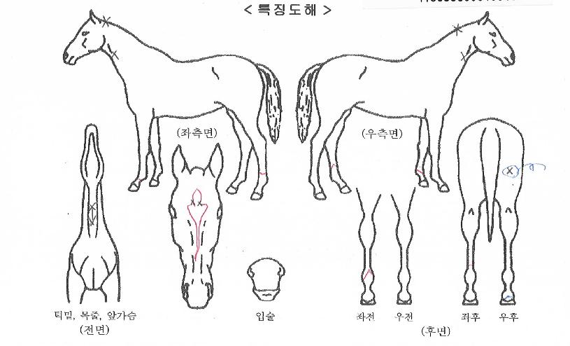 ¼Û¾Ï½ºÄ«ÀÌÀÇ Ãø¸é,¿ì¸é,µÞ¸é,µÎ»ó,´Ù¸®ÀÇ Æ¯Â¡µµÇØ