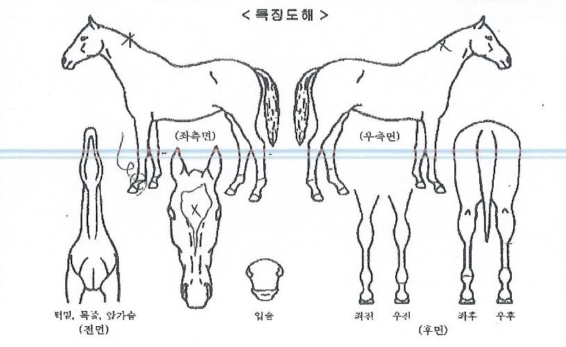 ½ÅÈ¿µ±¤ÀÇ Ãø¸é,¿ì¸é,µÞ¸é,µÎ»ó,´Ù¸®ÀÇ Æ¯Â¡µµÇØ