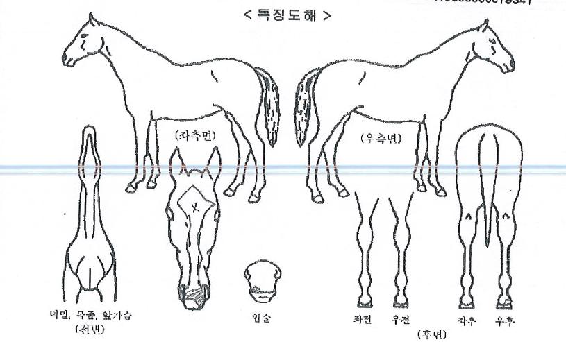 ¶óÀ̾ðÆÄƼÀÇ Ãø¸é,¿ì¸é,µÞ¸é,µÎ»ó,´Ù¸®ÀÇ Æ¯Â¡µµÇØ