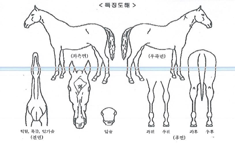 ���긮���� ����,���,�޸�,�λ�,�ٸ��� Ư¡����