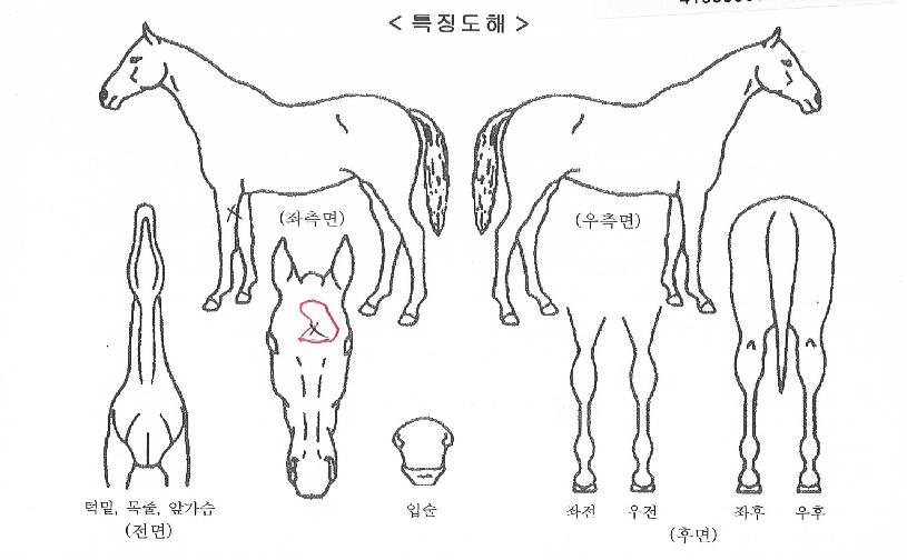 �����̾��� ����,���,�޸�,�λ�,�ٸ��� Ư¡����