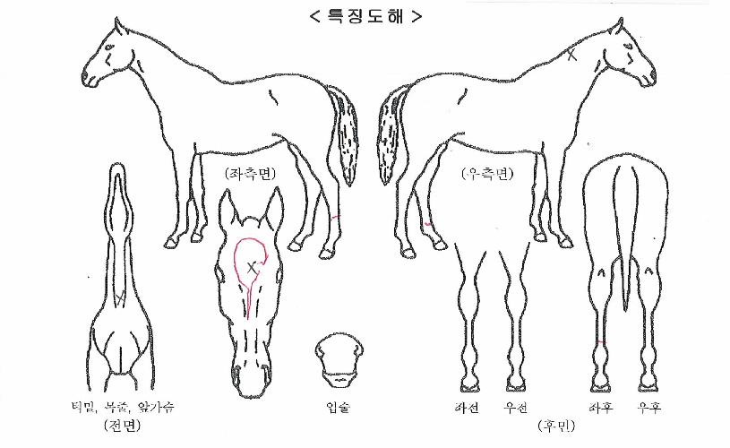 ±Û·Î¸®Å©¶ó¿îÀÇ Ãø¸é,¿ì¸é,µÞ¸é,µÎ»ó,´Ù¸®ÀÇ Æ¯Â¡µµÇØ