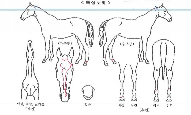 À§µåµð½ºÄí·ÎÀÇ Ãø¸é,¿ì¸é,µÞ¸é,µÎ»ó,´Ù¸®ÀÇ Æ¯Â¡µµÇØ