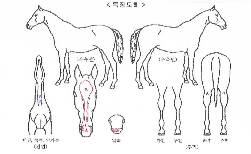°ÉÀÛ¿øÀÇ Ãø¸é,¿ì¸é,µÞ¸é,µÎ»ó,´Ù¸®ÀÇ Æ¯Â¡µµÇØ