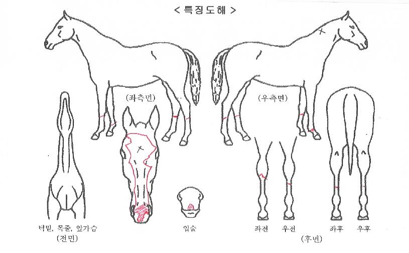 Å©·¹ÀÌÁö»þÀÇ Ãø¸é,¿ì¸é,µÞ¸é,µÎ»ó,´Ù¸®ÀÇ Æ¯Â¡µµÇØ