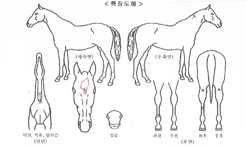 ¿¡¹ö´õÅ©¶ó¿îÀÇ Ãø¸é,¿ì¸é,µÞ¸é,µÎ»ó,´Ù¸®ÀÇ Æ¯Â¡µµÇØ