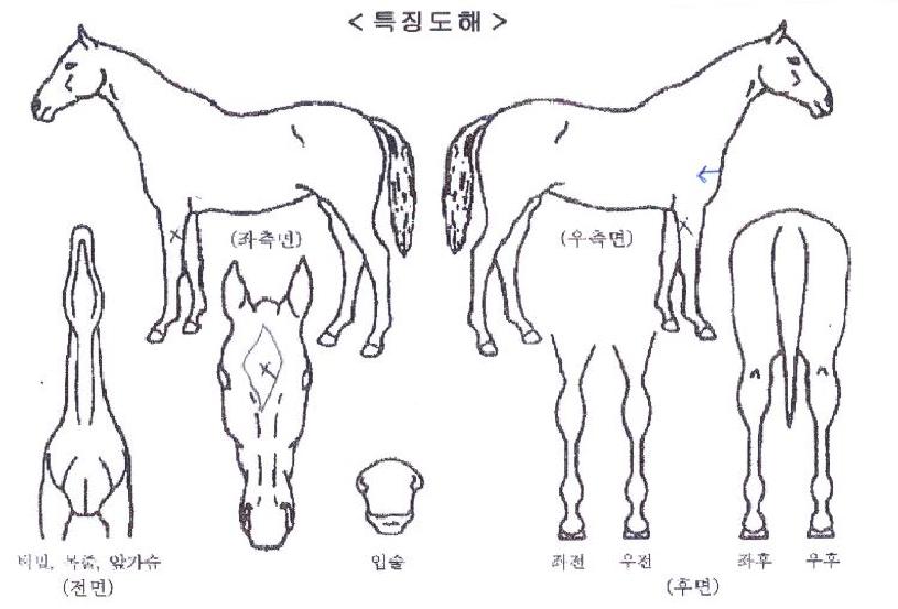 Ŭ¸®¾îèÇÁÀÇ Ãø¸é,¿ì¸é,µÞ¸é,µÎ»ó,´Ù¸®ÀÇ Æ¯Â¡µµÇØ