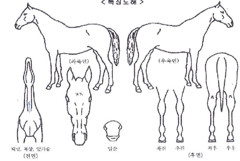 Ȧ¸®À®ÁîÀÇ Ãø¸é,¿ì¸é,µÞ¸é,µÎ»ó,´Ù¸®ÀÇ Æ¯Â¡µµÇØ