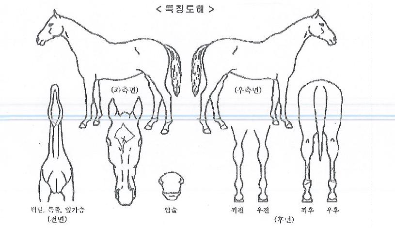 ¸ÅÁ÷ÀÓÆÑÆ®ÀÇ Ãø¸é,¿ì¸é,µÞ¸é,µÎ»ó,´Ù¸®ÀÇ Æ¯Â¡µµÇØ