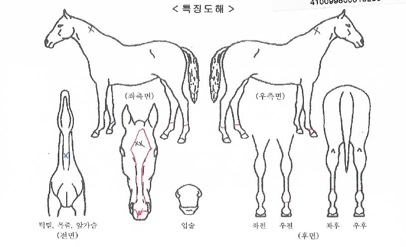 ½ºÆä¼ÈÆ÷½ºÀÇ Ãø¸é,¿ì¸é,µÞ¸é,µÎ»ó,´Ù¸®ÀÇ Æ¯Â¡µµÇØ